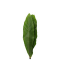 Asplenium Bird Nest Fern - Malaysia