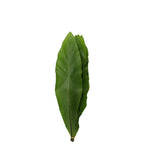 Asplenium Bird Nest Fern - Malaysia