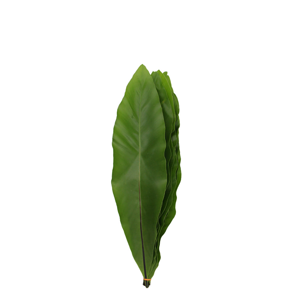 Asplenium Bird Nest Fern - Malaysia
