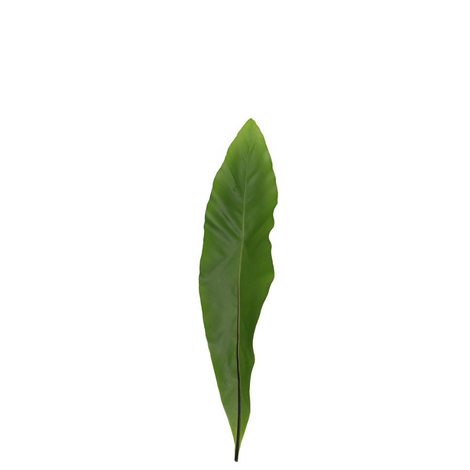 Asplenium Bird Nest Fern - Malaysia