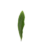 Asplenium Bird Nest Fern - Malaysia