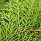 Chamaecyparis Lawsoniana - Malaysia