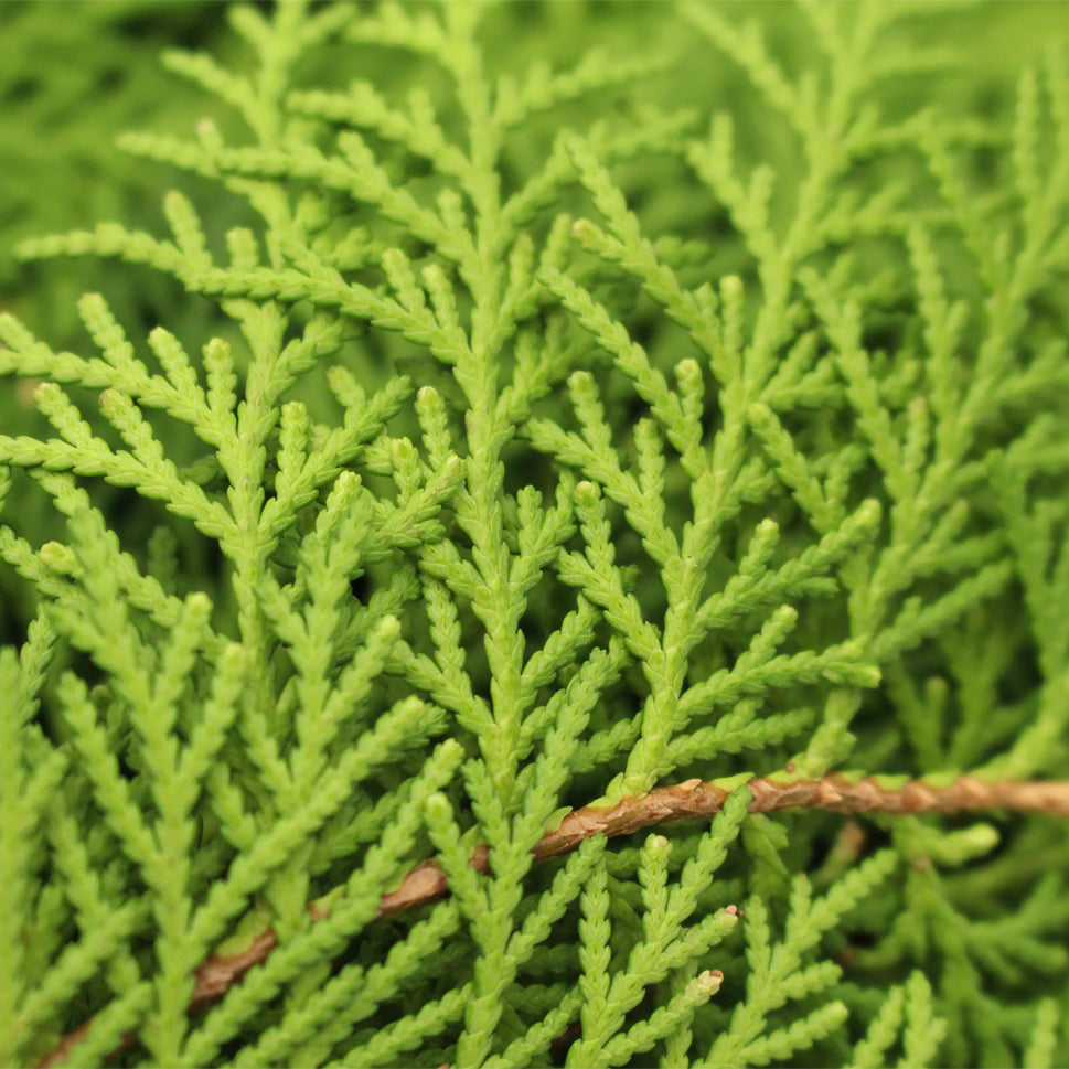 Chamaecyparis Lawsoniana - Malaysia