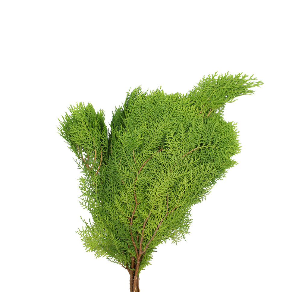 Chamaecyparis Lawsoniana - Malaysia