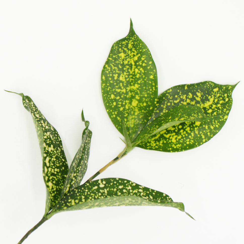 Dracaena Florida Beauty - Malaysia