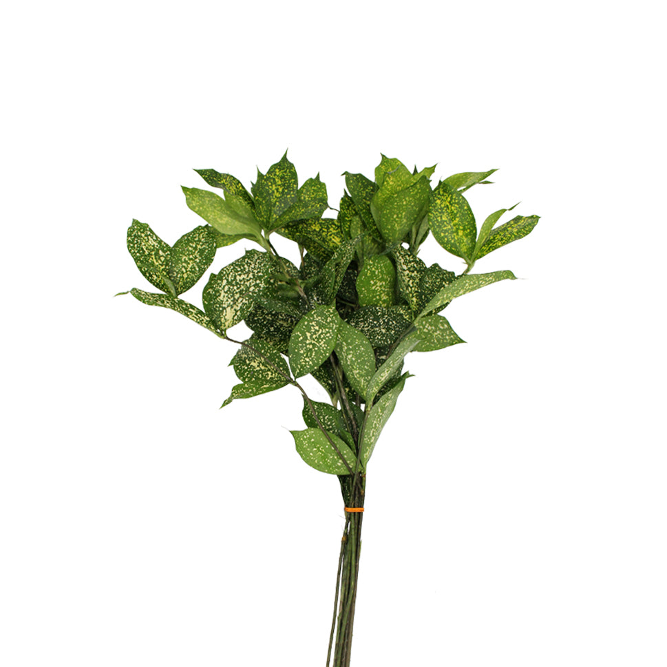 Dracaena Florida Beauty - Malaysia