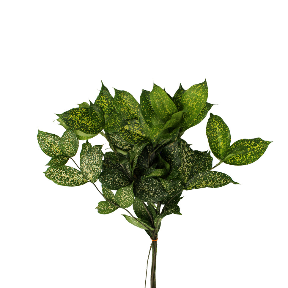 Dracaena Florida Beauty - Malaysia