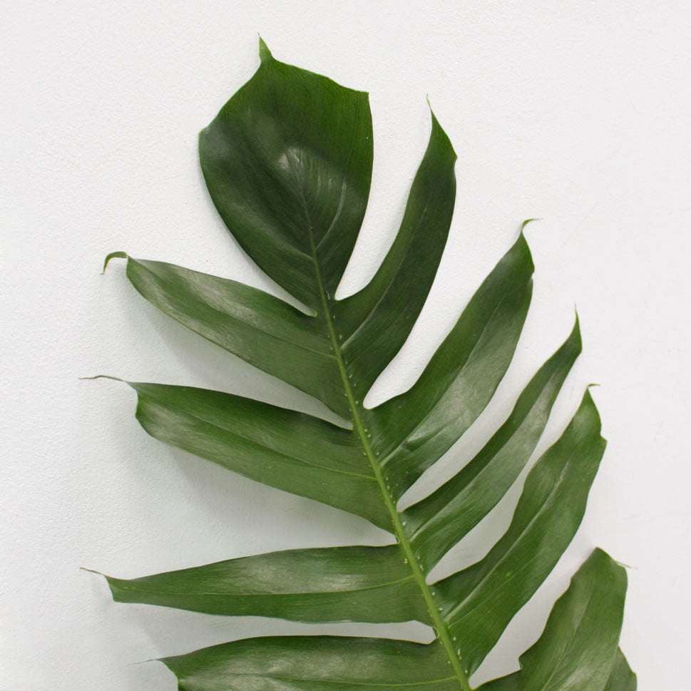 Monstera Dragon Tail - Malaysia