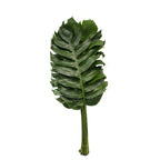 Monstera Dragon Tail - Malaysia