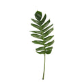 Monstera Dragon Tail - Malaysia