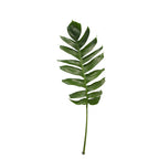 Monstera Dragon Tail - Malaysia