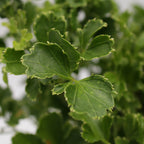 Polycias Tea Leaf Long - Malaysia
