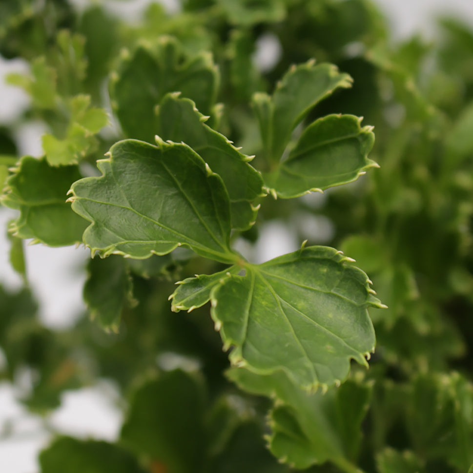 Polycias Tea Leaf Long - Malaysia