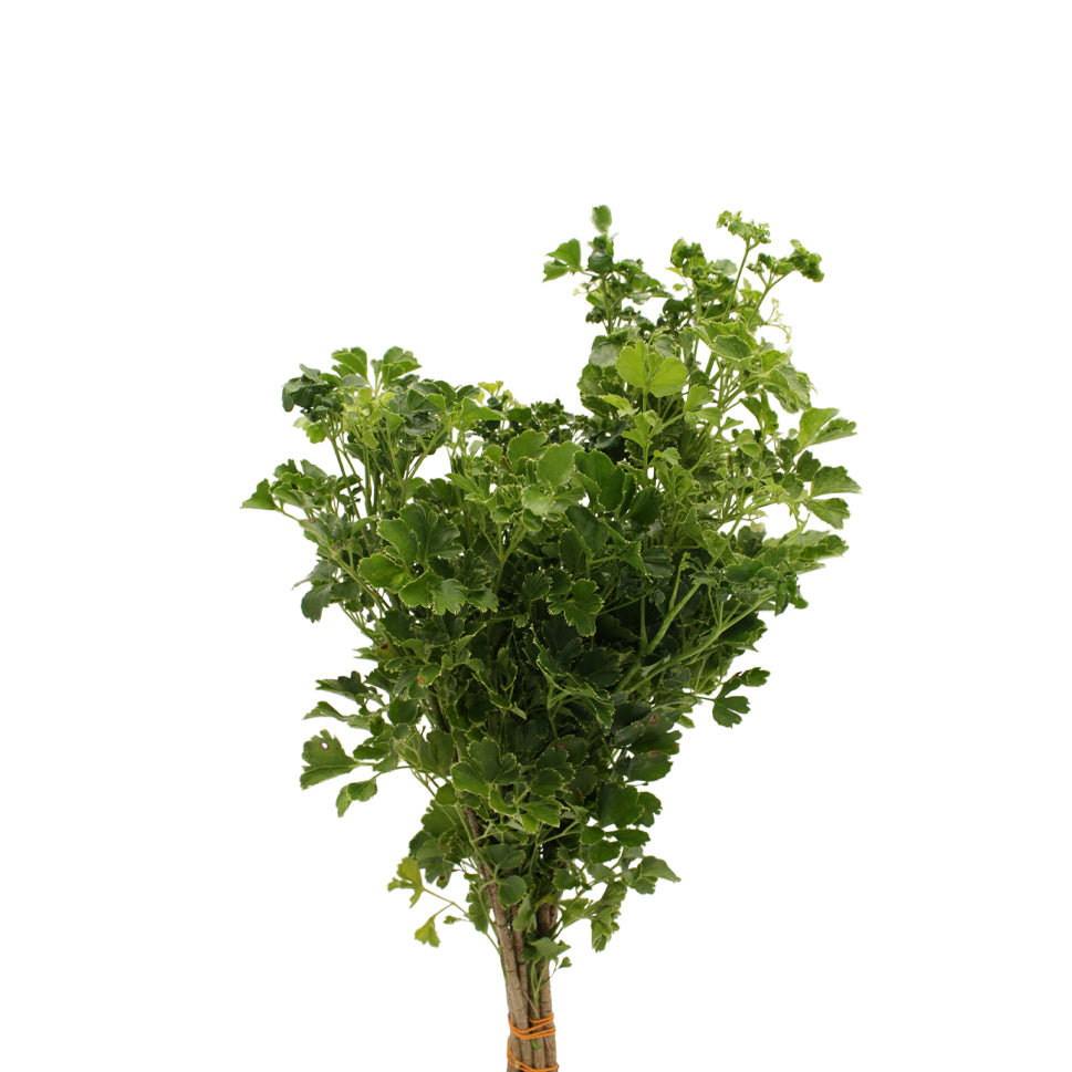 Polycias Tea Leaf Long - Malaysia