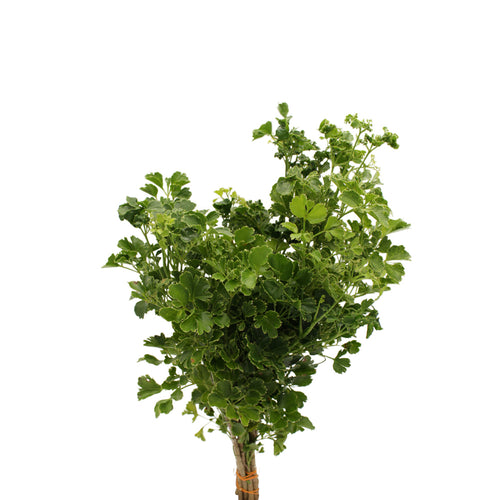 Polycias Tea Leaf Long - Malaysia