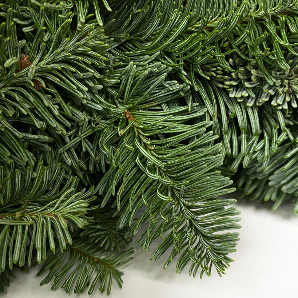Live Christmas Wreath - Holland