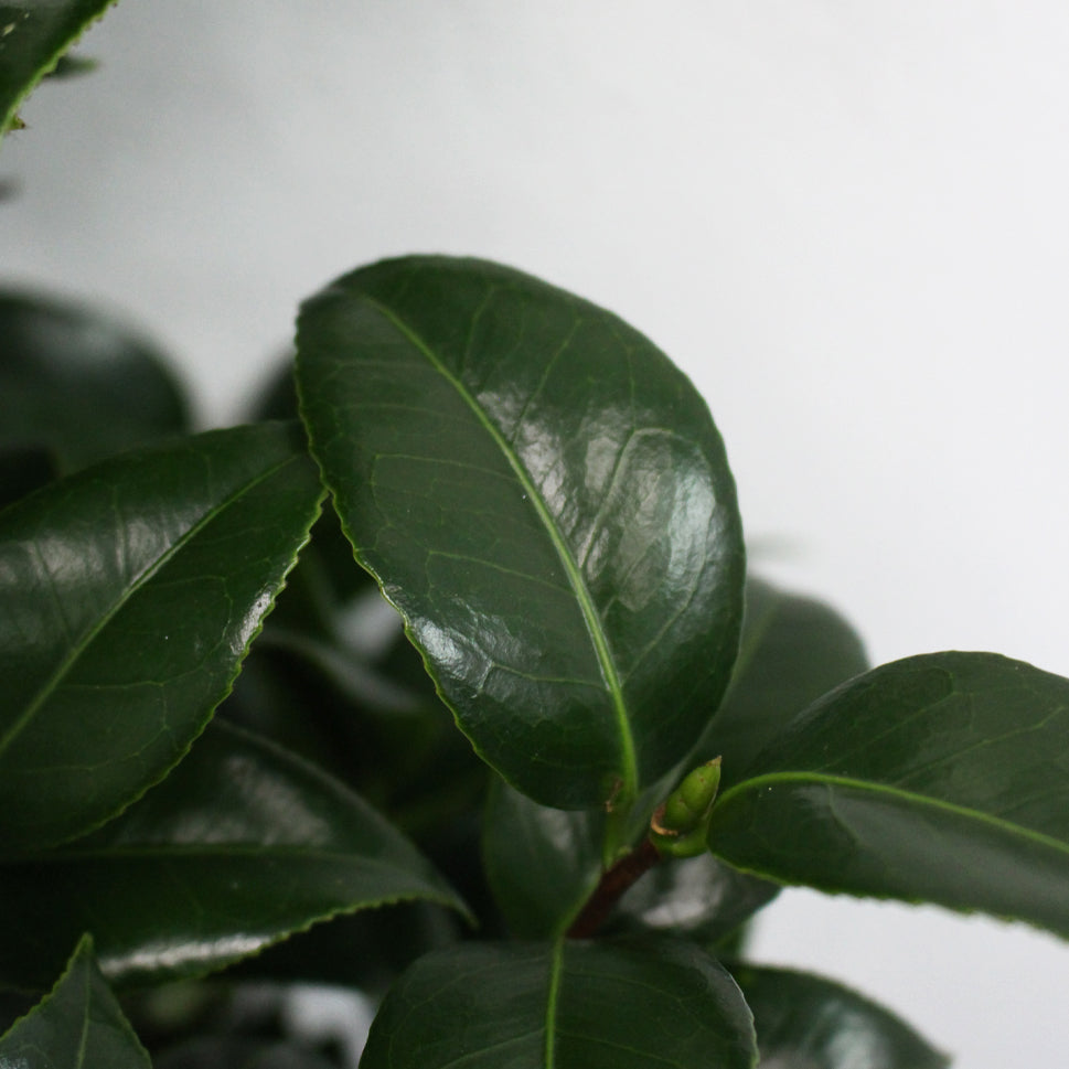 Cameria Leaf - Taiwan