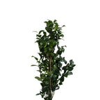 Cameria Leaf - Taiwan
