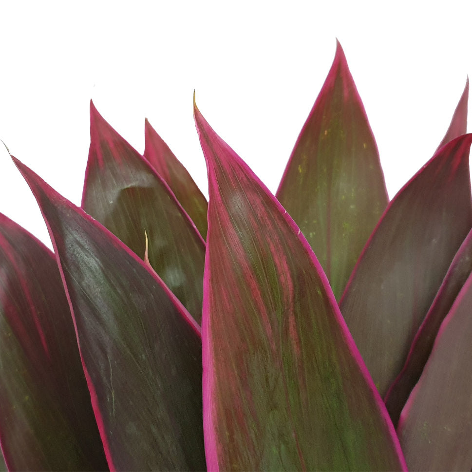 Cordyline Red - Malaysia