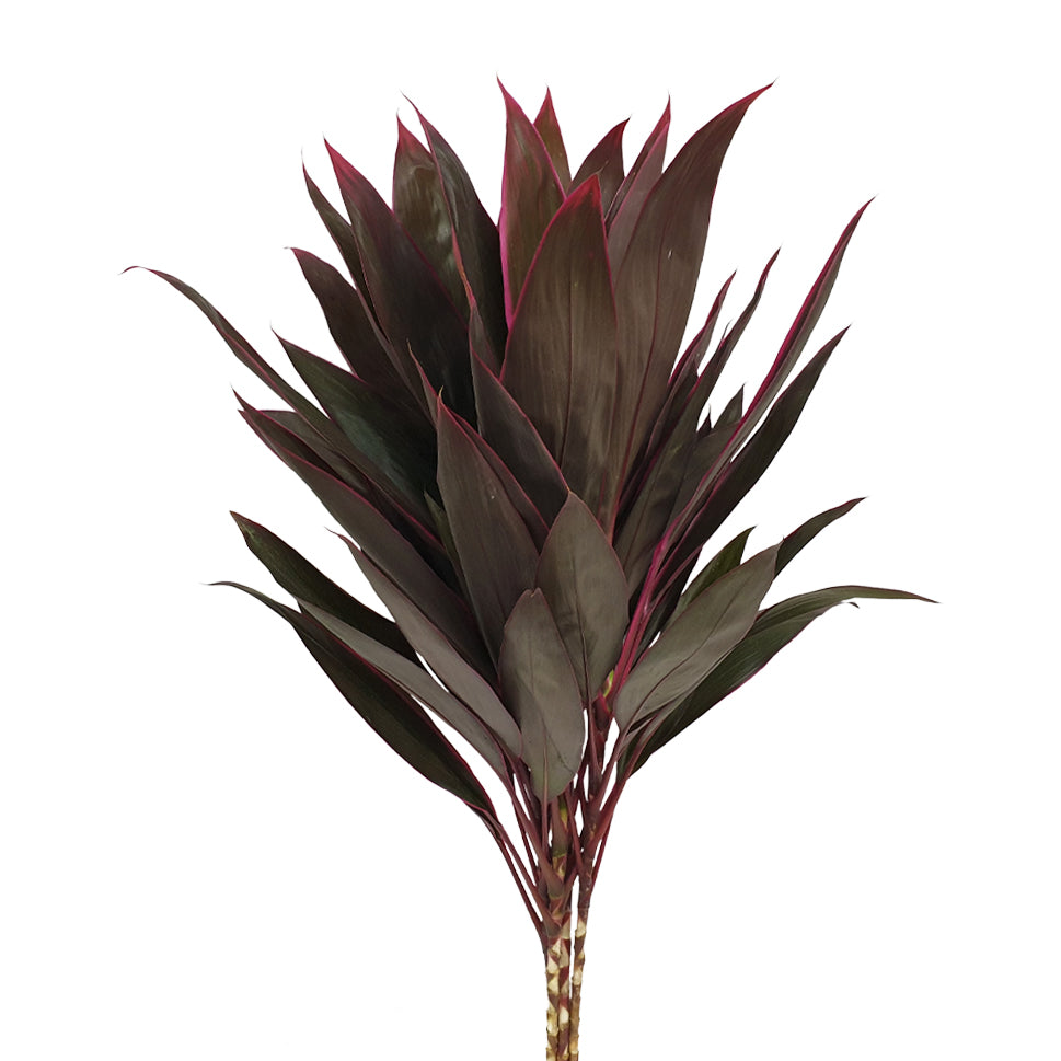 Cordyline Red - Malaysia