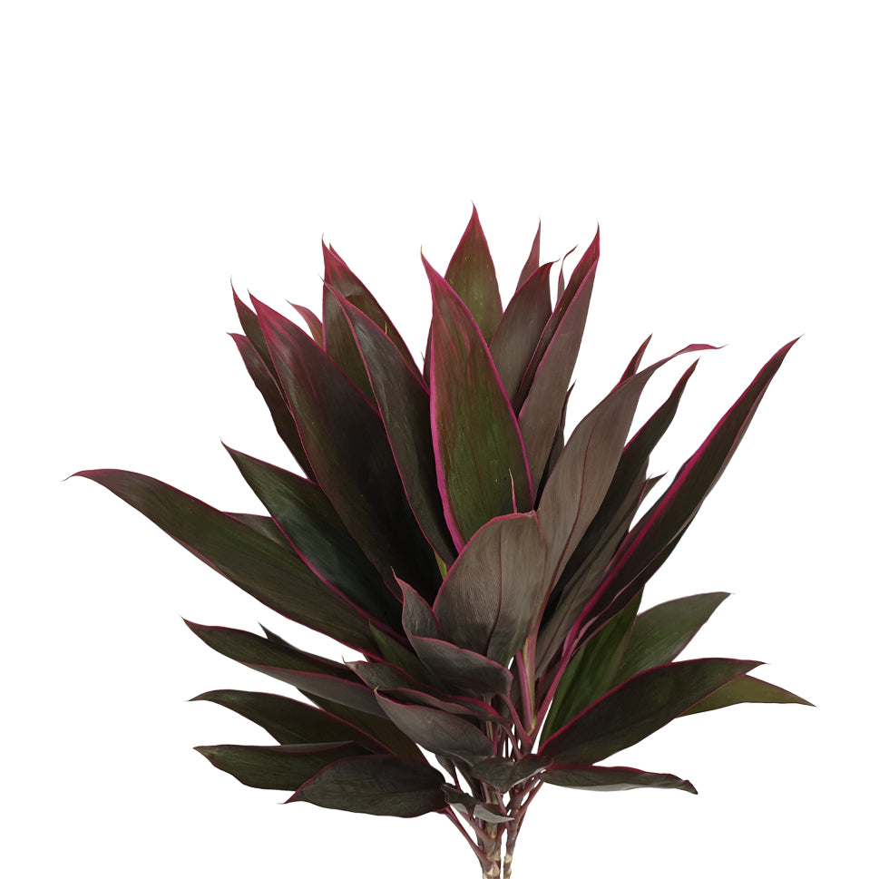 Cordyline Red - Malaysia