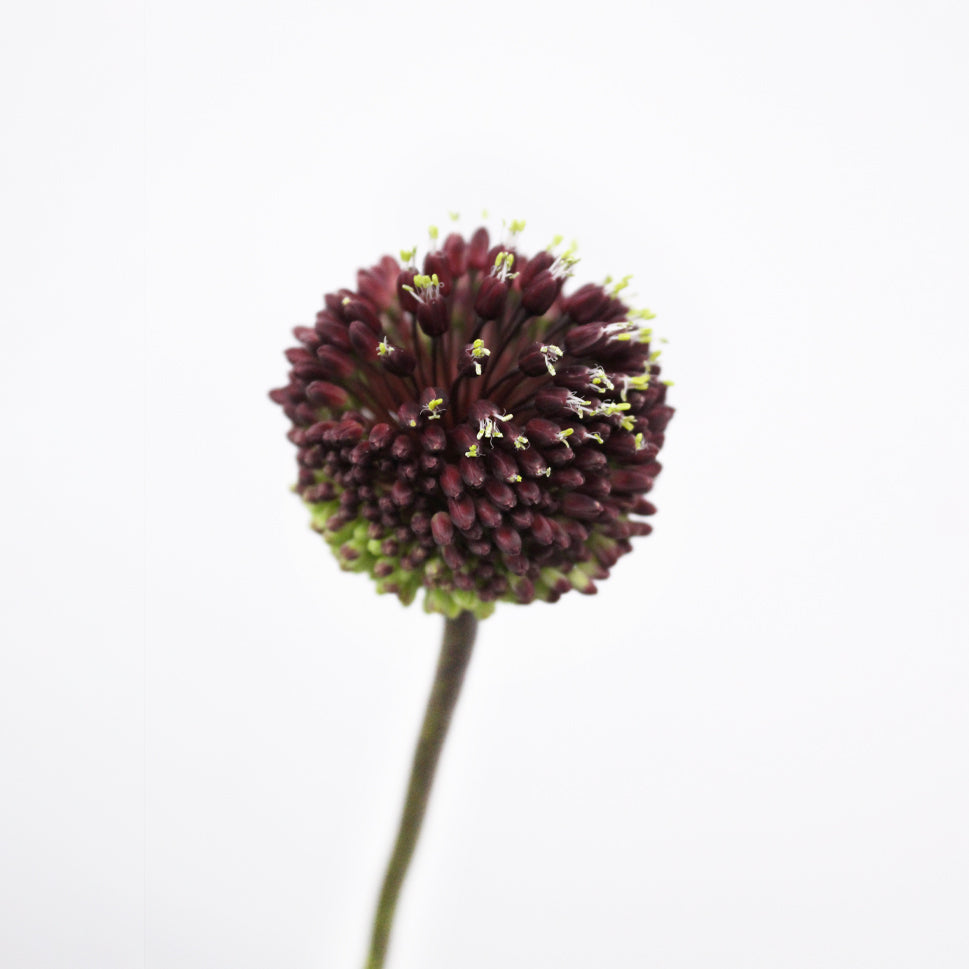 Allium Red Mohican - Holland