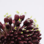 Allium Red Mohican - Holland