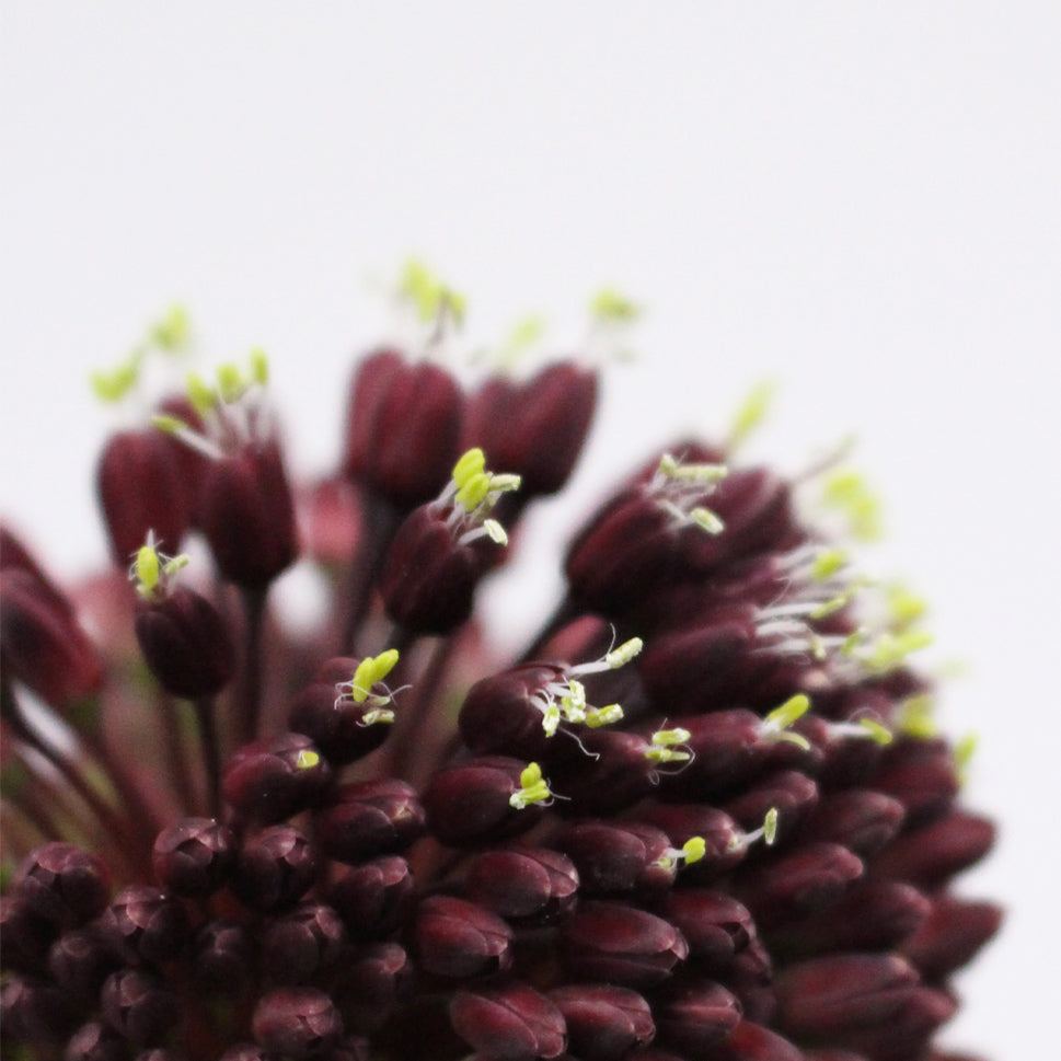Allium Red Mohican - Holland