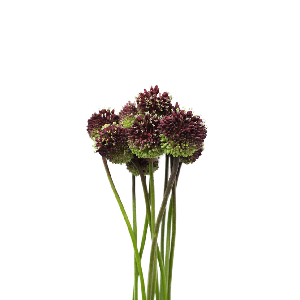 Allium Red Mohican - Holland