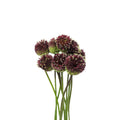 Allium Red Mohican - Holland