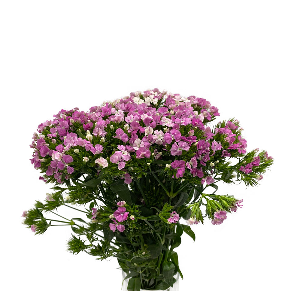 Sweet William - China