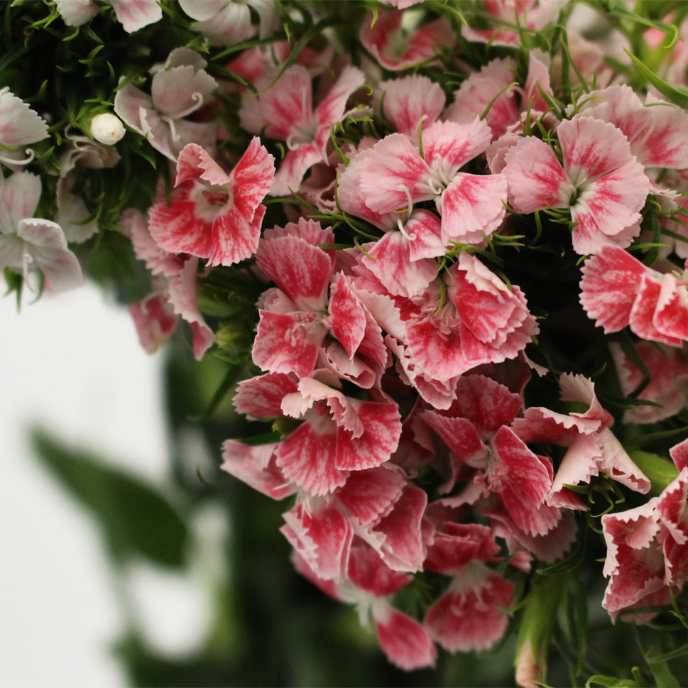 Sweet William - China