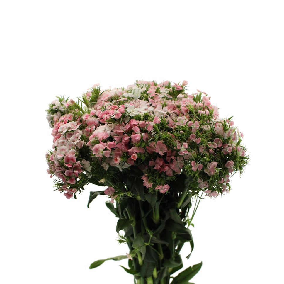 Sweet William - China