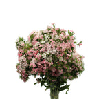 Sweet William - China