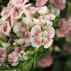 Sweet William - China
