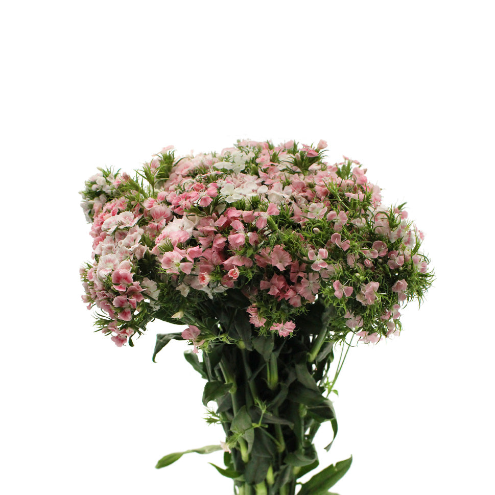 Sweet William - China