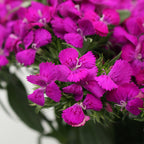 Sweet William - China