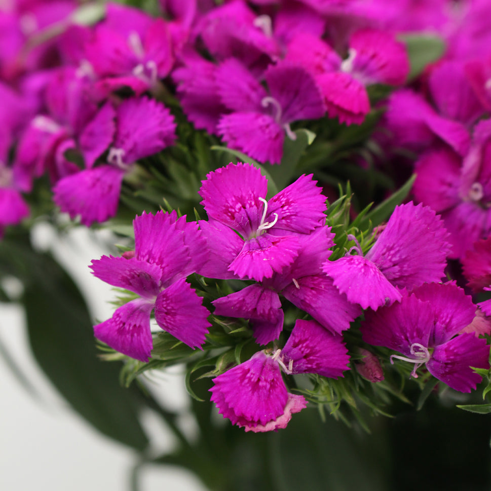 Sweet William - China