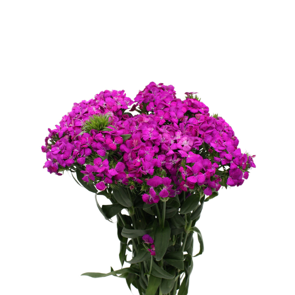 Sweet William - China