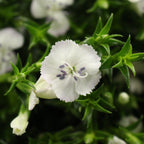 Sweet William - China