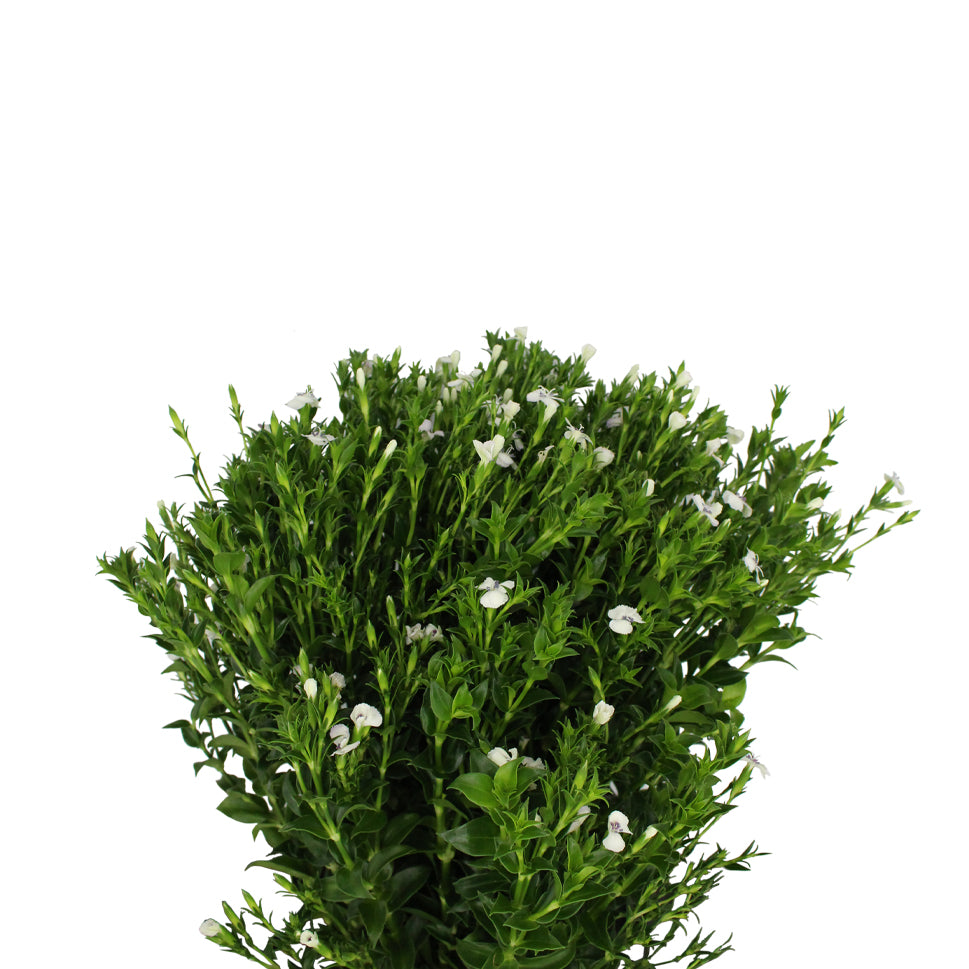 Sweet William - China
