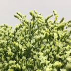 Limonium - China