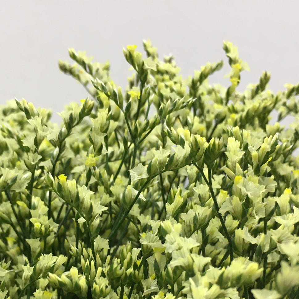 Limonium - China
