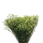Limonium - China