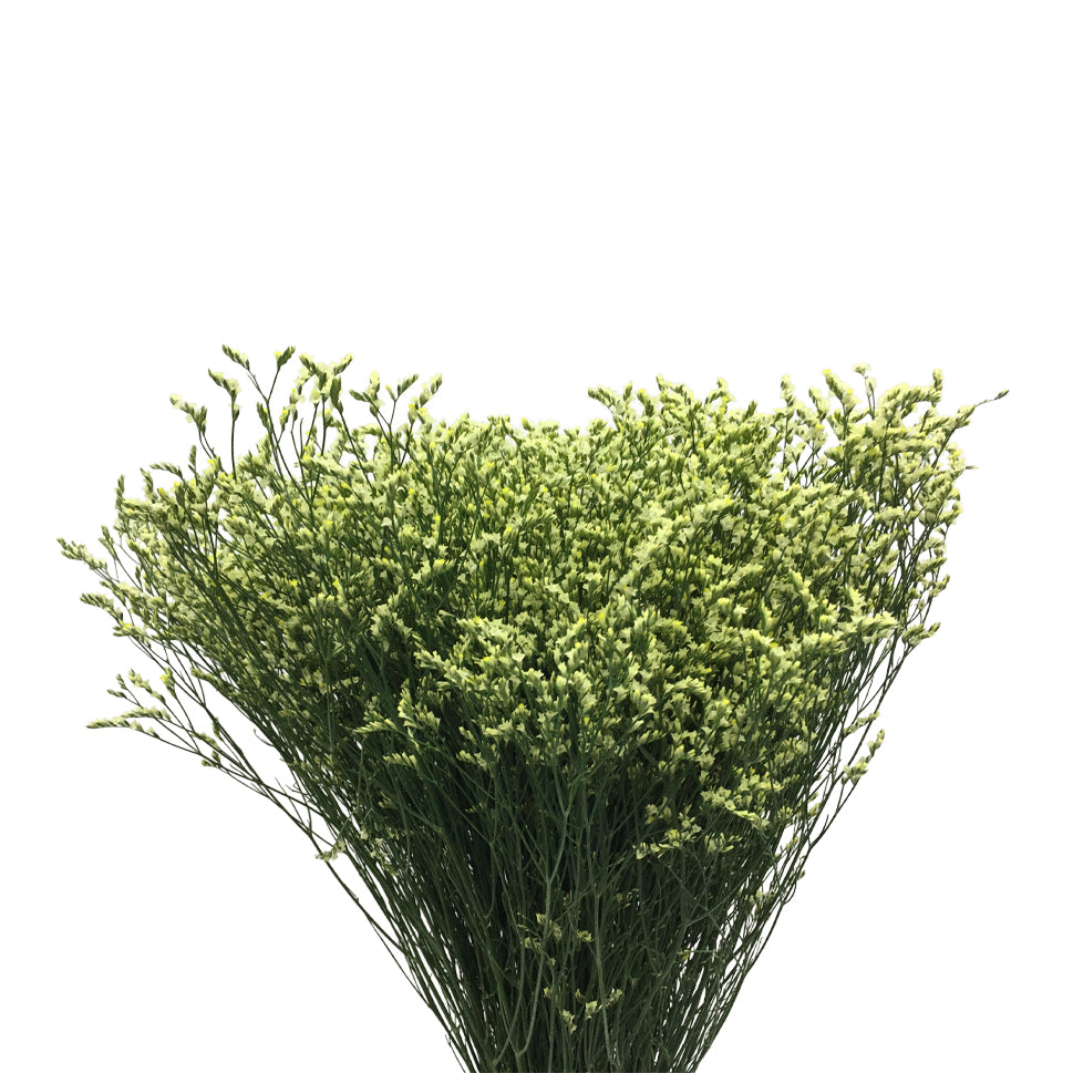 Limonium - China