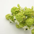 Ornithogalum Arabicum - Holland