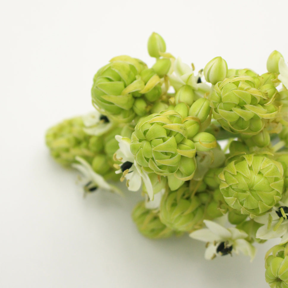 Ornithogalum Arabicum - Holland