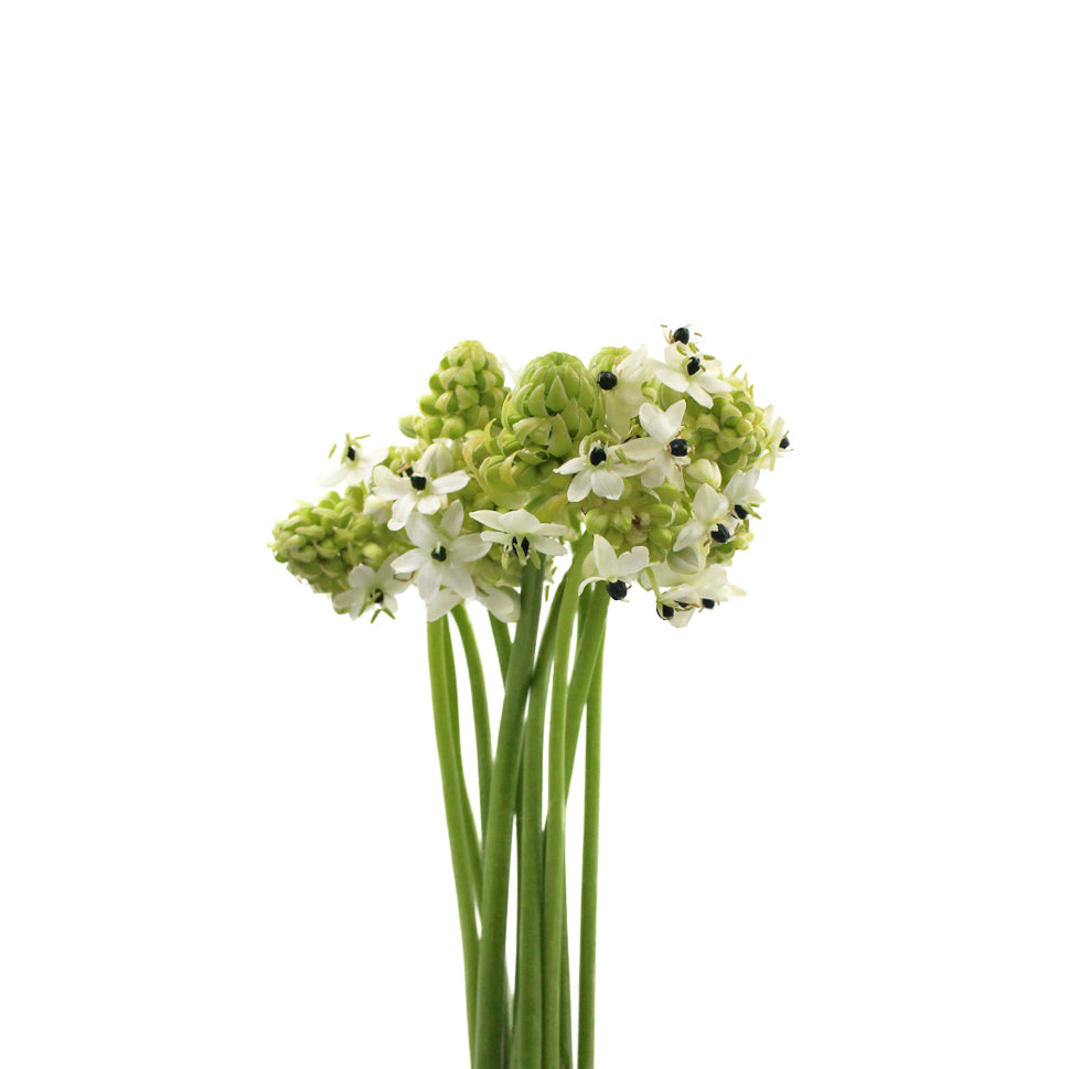 Ornithogalum Arabicum - Holland