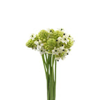 Ornithogalum Arabicum - Holland