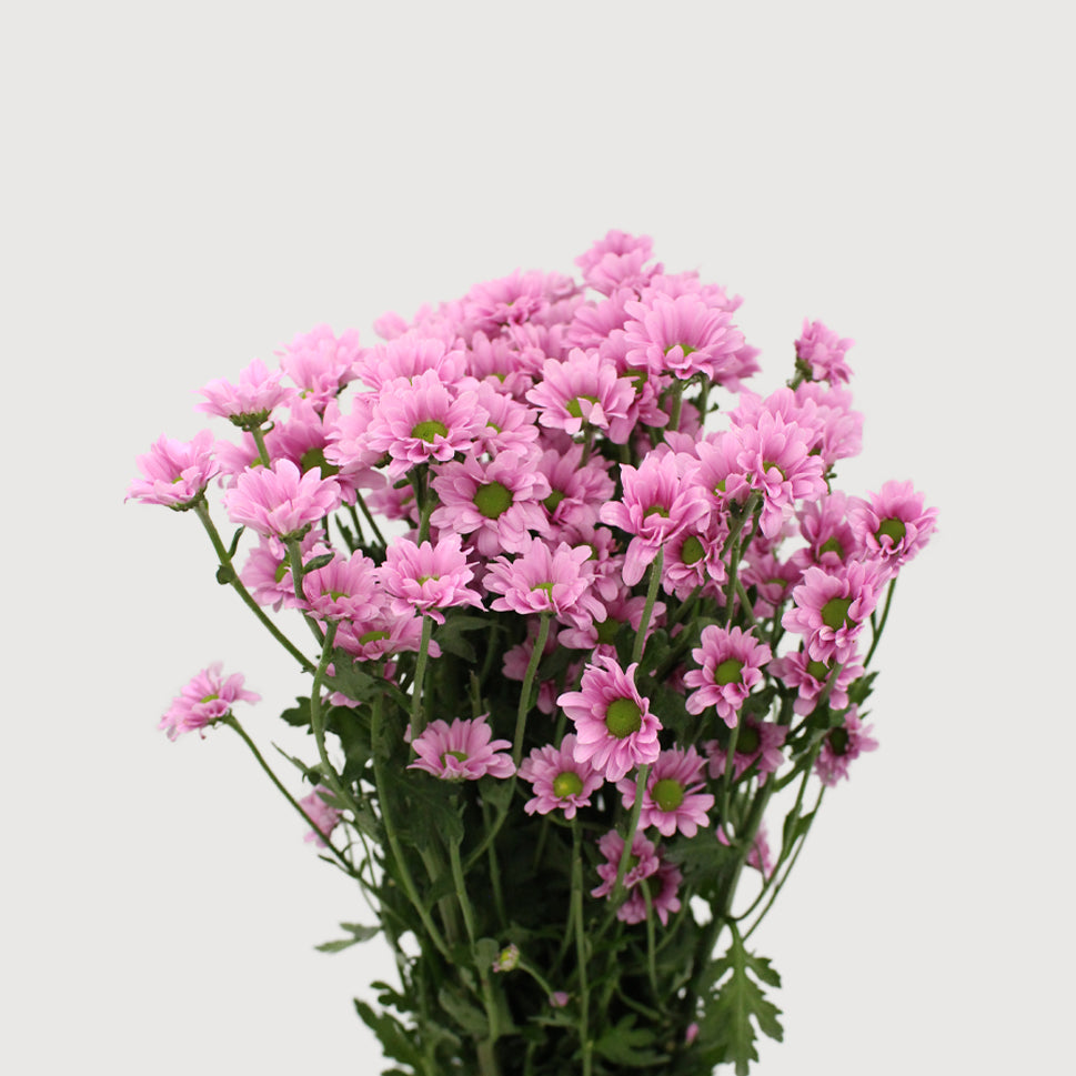Mini Pom Pom - Vietnam